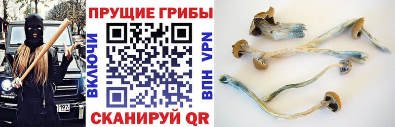 Псилоцибиновые грибы Psilocybine cubensis  где найти наркотики  Миньяр 